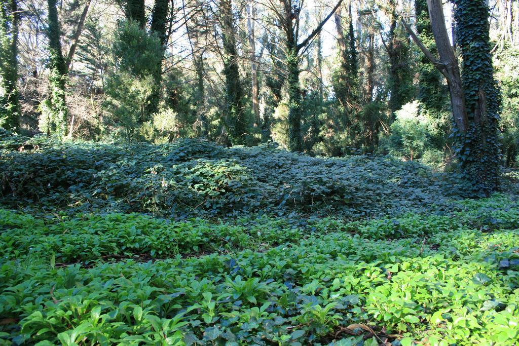 Las Cortaderas Bosque Peralta Ramos Mar del Plata Kültér fotó